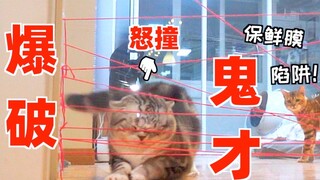 爆 破 鬼 才 猫 ！无 情 铁 头。