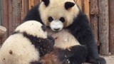 [Panda He Hua] Yuan Run memberi minum susu, ada ibu asuh memanjakannya