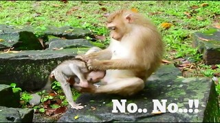 No.. No..!!,​Breaking​ Heart Baby Monkey Rex​ Weaned By Mum, Rose Often Wean Her Baby Like This