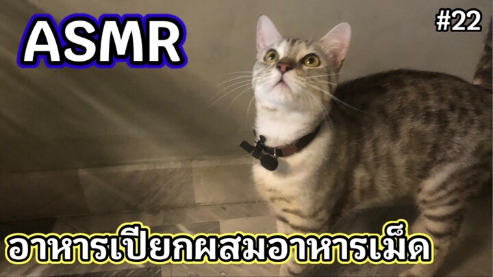 ASMR CAT | กินอาหารเปียกผสมอาหารเม็ด