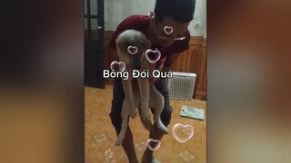 Vẫn ham ăn như mọi ngày...cunyeucuadua yeucho yeuchomeo cún cúncon chó chómèo chócon chókhôn yeuchomeo chócute pet dog dogsoftiktok