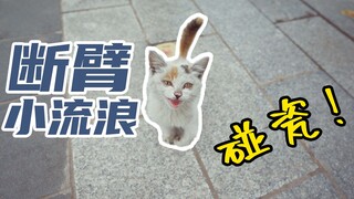 房车旅行路上，我捡到一只断臂的小奶猫，难道旅途上又要多一个小伙伴？