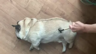 Dance|This Pug Full of Fat