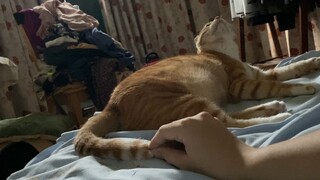 [Hewan]Kucing yang Tak Pernah Berhenti Menggerakkan Ekornya