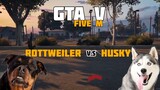 ROTTWEILER VS HUSKY | FANTASMA CITY   GTA V