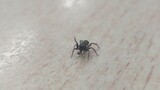 Một con nhện mang thức ăn vào trong lớp
