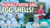 IPUNIN ANG BALAT NG ITLOG AT GAWING FERTILIZER! (Eggshell Fertilizer Making Tutorial)