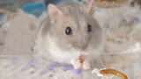 Khi chuột hamster ăn giun
