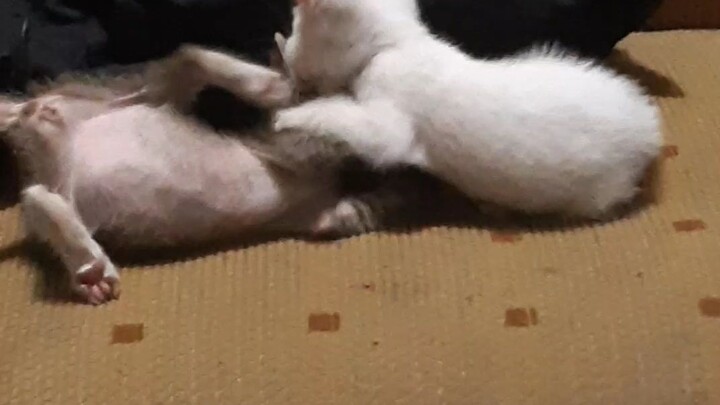 kucing putih polos dan kucing abu abu lagi bercanda