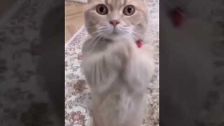 Funniest Videos 2022 😂 Funny Cats 🐱 #cute #cat #short #24