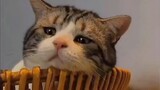 Animals|Sad Cute Cats