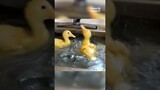 You NEED To See These Ducklings Take a Bath! #Shorts