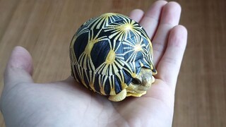 Mở hộp một con rùa bức xạ có giá 138 nhân dân tệ và không có rủi ro khi nuôi Nó thật dễ thương.