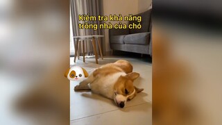 Khoảnh khắc vui nhộn của Pet