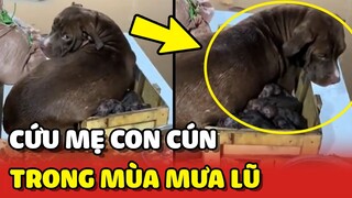 Giải cứu CHÓ MẸ và 12 CHÓ CON bị MẮC KẸT do MƯA LỚN NGẬP NẶNG | Yêu Lu