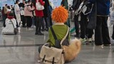 [Hyuuga Xiangyang cos] Anak anjing oranye yang baik