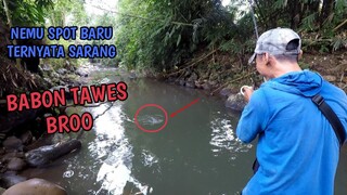 MANCING DI SARANG IKAN TAWES BABON || TARIKANNYA MANTAP BROO!!