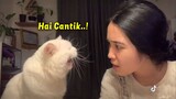 MOMEN KETIKA KUCING MERAYU GADIS CANTIK SUARANYA MANJA BANGET ~ Kucing Lucu Bikin Ngakak