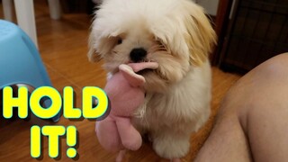 Training Cute Shih Tzu Puppy How To Hold Object In His Mouth