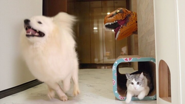 Kucing Dan Anjing Yang Panik Saat Melihat Dinosaurus!!