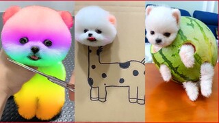 Tik Tok Chó Phốc Sóc Mini 😍 Funny and Cute Pomeranian #34