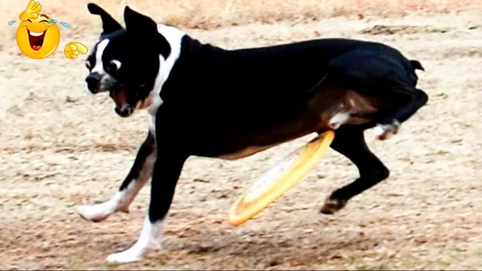 funny animal moments caught on camera - Bilibili funny animal moments caught on camera - Bilibili
