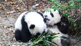 【Panda】Messy situation of pandas