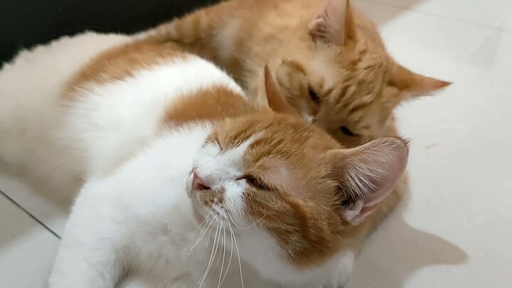 Ekspresi Sayang seekor Kucing Sama Pasangannya