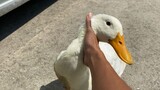 [Hewan]Bebek Lucu Menjadi Buruk Rupa Setelah Beberapa Bulan