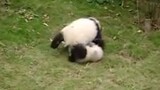 [Animals]Cute moment of pandas fighting with each other