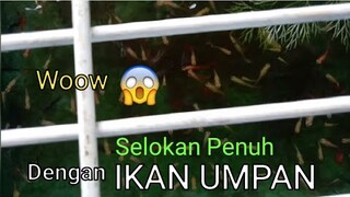 Woow! Selokan Penuh dengan Ikan Umpan || Mancing Mania - Blands Hidayat