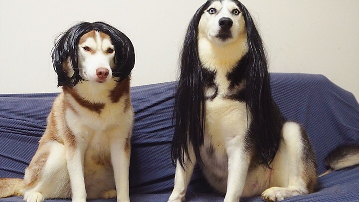 Anjing|Pertunjukan Rambut Palsu Husky