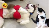 Funny Dogs And Cats Videos 2024 😅 - Best Funniest Animal Videos Of The week #1