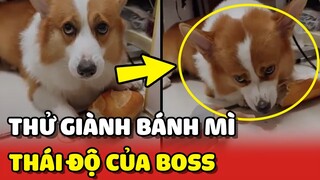 Thử GIÀNH BÁNH MÌ của Boss và cái kết HÀI HƯỚC 😂 | Yêu Lu