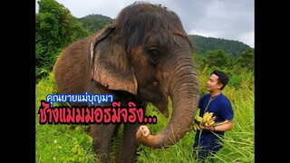 ช้างแมมมอธมีจริง (แม่บุญมา)