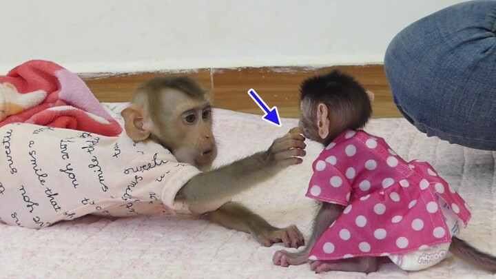 Lovely Tiny Monkey Maku give Sweet grape to Cute sister Jessie | Newborn Jessie Eat grape First time