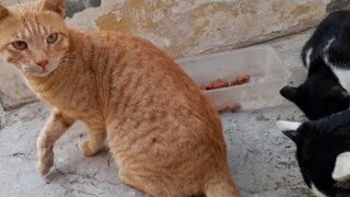 mahal ko mga alaga pusa kain lang mga lalabs