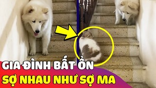 Gia đình 'BẤT ỔN' chú chó mang giao diện là Sói nhưng lại sợ mỗi 'HOÀNG THƯỢNG' 😅 Gâu Đần