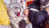 [Hewan] Kucing besar mengaum ke anak kucing