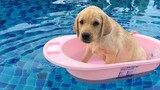 Funniest and Cutest Labrador Puppies 3 - วิดีโอลูกสุนัขตลก 2020