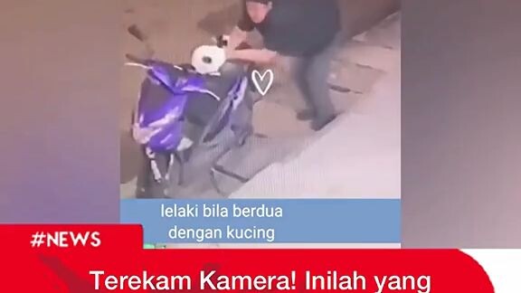 kalo kalian yg suka bngt sama kucing gimana tanggapan ny.