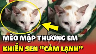 Màn thương em CẢM LẠNH của chiếc mèo mập mà hay thích ÔM EM 😂 | Yêu Lu