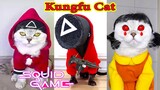 Thú Cưng TV | Mèo Kungfu #7 mèo thông minh vui nhộn | Pets funny cute smart cat