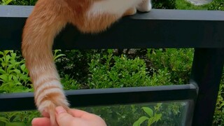 Jika kamu menangkap seekor kucing pada bagian ekornya, kamu mendapat...