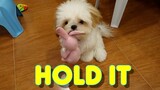 Cute Shih Tzu Puppy Learns How To Hold An Object To Get His Treats