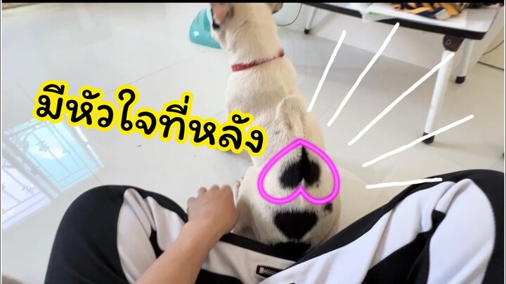 หมาอะไรมีลายหัวใจที่หลัง