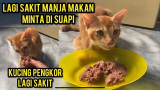 Kucing Ini Gak Mau Makan Kalau Gak Di Suapi..!