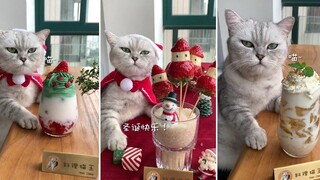 รวบรวมวิดีโอแมวน่ารักและตลก 😍🐶 แมวไม่ใช่แค่สัตว์ แต่เป็นเพื่อนกันด้วย - ตอนที่ 110