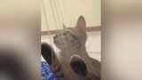 sắp hư cái mùng mượn rồi 🥲meow cat thucung yeumeo yeudongvat onhavanvui