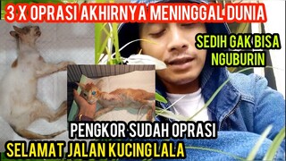 innalillahi wa inna ilaihi rojiun Oprasi Terus Menerus Akhirnya Kucing Ini Meninggal Dunia